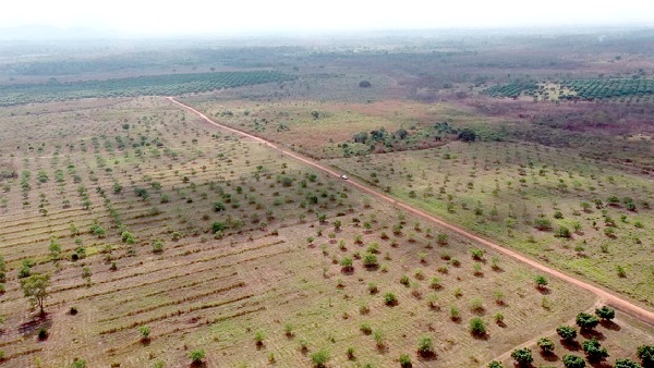Cashew fields of Tesyd Farms Limited at Vakpo-Dzogbega Tesyd Farms making inroads in Volta