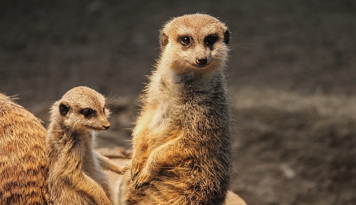 The Mongoose Short story: The faithful mongoose