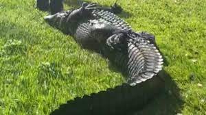 An 85-year-old woman was killed in an alligator attack as she was walking her dog in Fort Pierce, Florida. An 85-year-old woman was killed in an alligator attack as she was walking her dog in Fort Pierce, Florida.