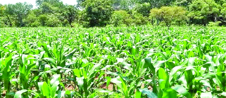 Farmers require urgent support to plan for the next crop season Agric sector requires support before next farming season