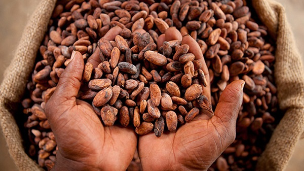 COCOBOD debunks false claims of cocoa price increase