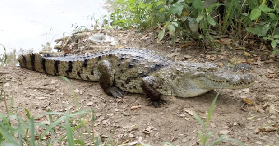 A crocodile crawling out of the Menji Crocodile Pond after it was called by some elders of the community