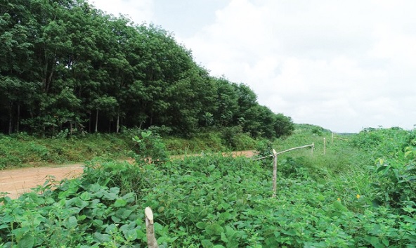 A section of the destroyed plantation