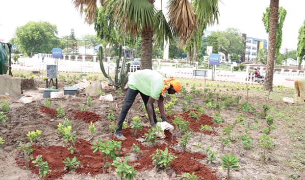 Flashback: A staff member of the Department of Parks and Gardens planting some seedlings at the Ridge Roundabout in Accra Flashback: A staff member of the Department of Parks and Gardens planting some seedlings at the Ridge Roundabout in Accra