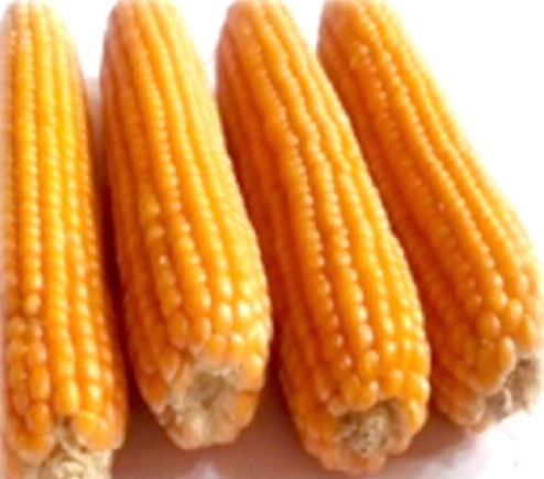 CRI-Abebe, a variety of corn