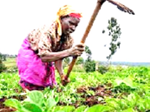 A farmer using a hoe, one of the traditional tools for farming