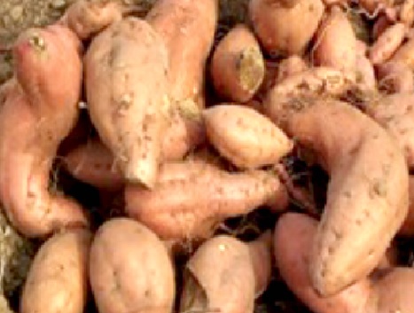 CRI-Kofi Annan, a sweet potato variety which matures within five months.