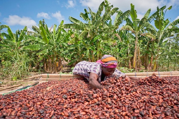 Ghana risks losing cocoa sector: COCOBOD  accumulates losses, Non-producing countries start production
