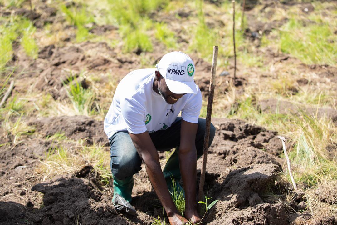 Green Ghana Day: KPMG plants 2,500 trees in Chipa Forest Reserve Green Ghana Day: KPMG plants 2,500 trees in Chipa Forest Reserve