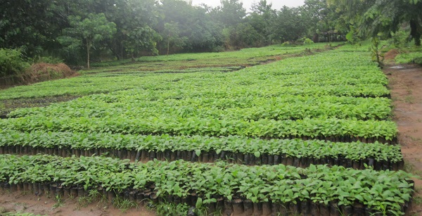 Planting millions of trees in Ghana since 2021 is part of the country’s contribution to curb climate change Planting one trillion trees to save earth