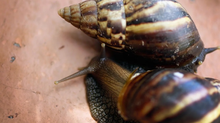 Giant African land snails show up in parts of Florida’s Broward County and authorities put the area under quarantine