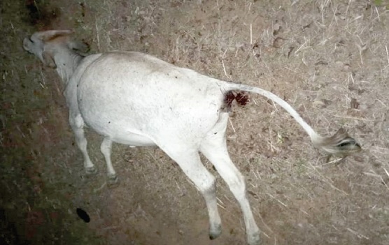 One of the dead animals suspected to have been killed by anthrax One of the dead animals suspected to have been killed by anthrax