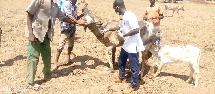 A veterinary officer vaccinating some of the animals • A veterinary officer vaccinating some of the animals