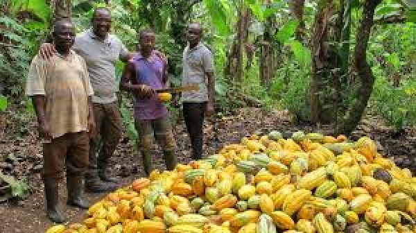 COCOBOD confident of securing US 800 million loan by end of month COCOBOD confident of securing US 800 million loan by end of month