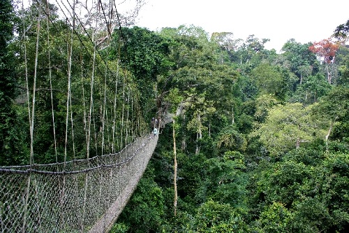 Kakum Forest reserve Kakum Forest reserve