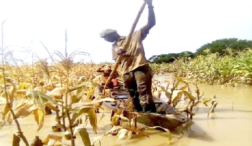 A farmer trying to salvage his farm produce from his flooded farm in the Savannah Region