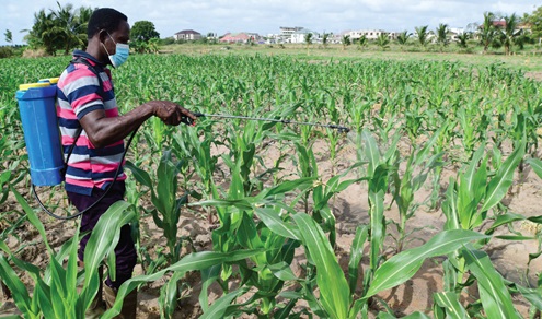 Abdul Karim Tetteh spraying his farm at Tuba 
