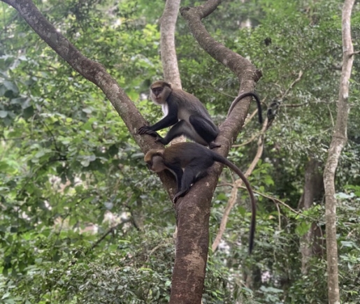 It is common to find some monkeys gathered on top of trees at the sanctuary Living with monkeys at Boabeng- Fiema