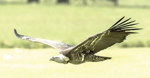 The wings of birds were copied by aeroplane & helicopter manufacturers 