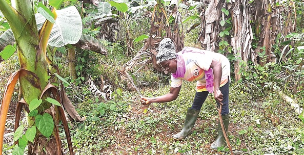 Women busily working in a farm Women busily working in a farm