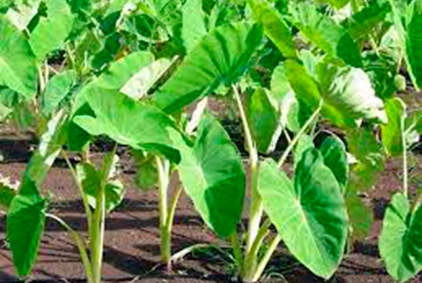 A cocoyam farm A cocoyam farm