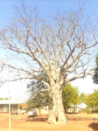 The Naa Dataa Tua (kings rival tree)