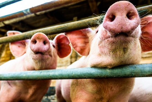Scientists celebrate as pig kidney continues to function in human body a month after transplant Scientists celebrate as pig kidney continues to function in human body a month after transplant