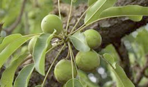 Shea nuts on a tree Shea nuts on a tree