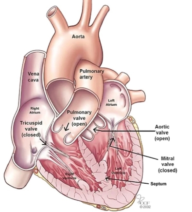 The human heart The human heart