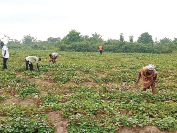 Some farmers working on a farm Some farmers working on a farm