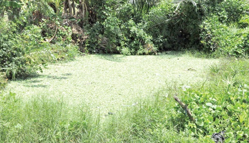 The pond near Torkor Atorlia