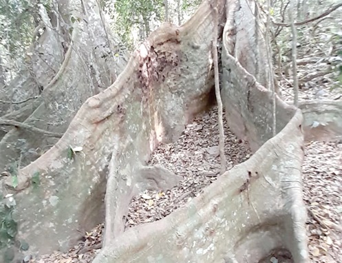 The canoe shaped tree The canoe shaped tree