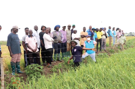 Dr Maxwell Darko Asante (with hands stretched), Chief Research Scientist of the Crop Research Institute, explaining a process to the farmers. Dr Maxwell Darko Asante (with hands stretched), Chief Research Scientist of the Crop Research Institute, explaining a process to the farmers.
