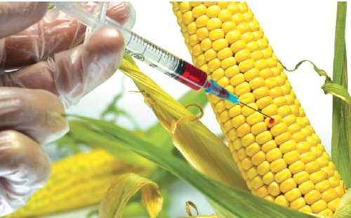 More information on GMOs needed