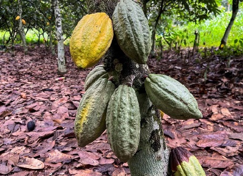 Cocoa pods are seen at a cocoa farm in Daloa, Ivory Coast October 2, 2023. REUTERS Persistent dry, hot weather worries Ivory Coast cocoa farmers