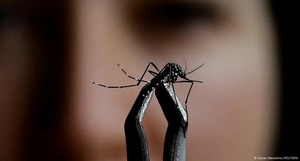 A case of the mosquito-borne Oropouche fever has been detected in Italy A case of the mosquito-borne Oropouche fever has been detected in Italy