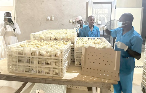 Inspection of the day-old chicks at the Holland Akokor hatchery at Mpasatia in the Atwima Mponua District in Ashanti Inspection of the day-old chicks at the Holland Akokor hatchery at Mpasatia in the Atwima Mponua District in Ashanti