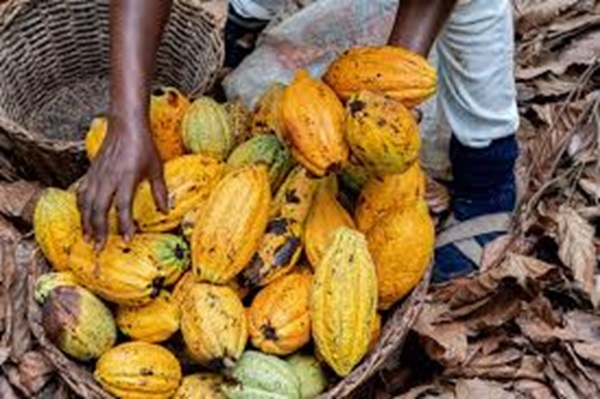 Cocoa sector needs better protection to secure our export revenues