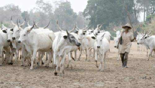 Some herds of cattle that cause clashes between crop farmers and herdsmen Some herds of cattle that cause clashes between crop farmers and herdsmen