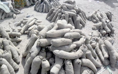 Tubers of yam at the Maame Krobo Market in the Afram Plains South District Tubers of yam at the Maame Krobo Market in the Afram Plains South District