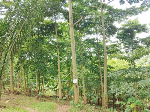  A canopy of trees on the reclaimed land. The species include Wawa, Framo and other indigenous trees