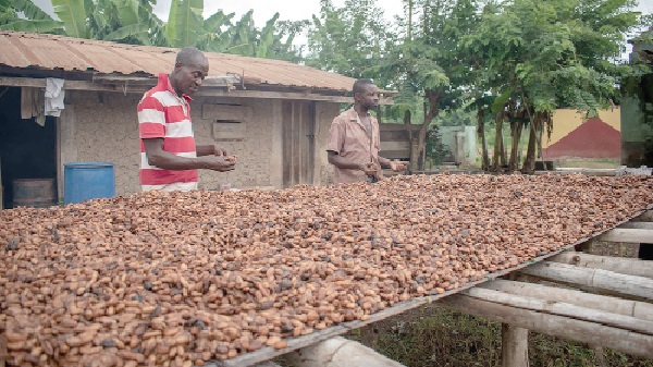 Increased cocoa yields is expected to positively impact the country’s foreign exchange reserves Cocoa yields to rebound: 800,000 tonnes expected this year