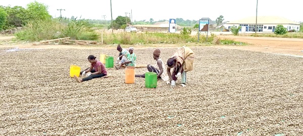 Some women picking out bad cashew nuts at Suma Ahenkro