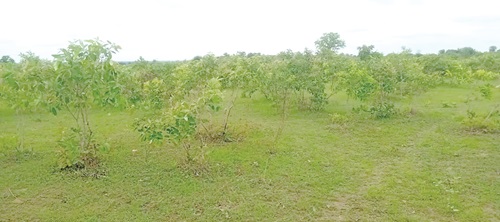 A section of the land under restoration in the Navio Samwuo community in the Kassena Nankana West District A section of the land under restoration in the Navio Samwuo community in the Kassena Nankana West District
