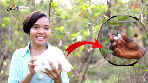 A bundle of cotton harvested during the test-run plantation A bundle of cotton harvested during the test-run plantation