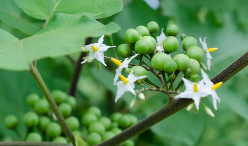 Turkey berries help control diabetes Turkey berries help control diabetes