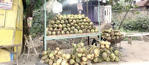 Coconut sellers say they will be reviewing their price from GH¢5 to GH¢6 Coconut sellers say they will be reviewing their price from GH¢5 to GH¢6