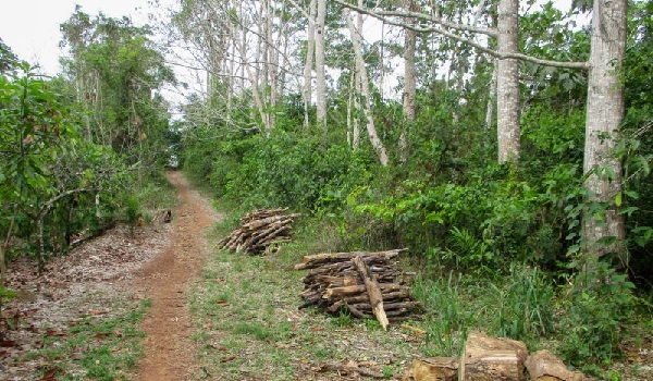 Six-year-old boy found alive in forest after four days Six-year-old boy found alive in forest after four days