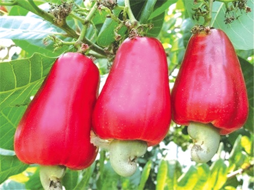 Cashew fruits   Cashew fruits