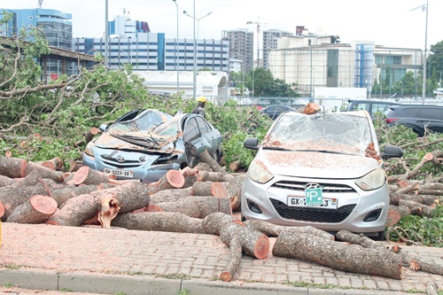 Some vehicles damaged by falling trees after the heavy rainstorm at the airport area. Picture: ERNEST KODZI Some vehicles damaged by falling trees after the heavy rainstorm at the airport area. Picture: ERNEST KODZI